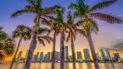 Miami Skyline with Palm Trees