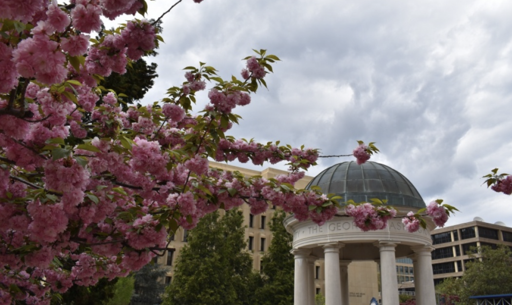 George Washington University Campus image with cherry blossoms in foreground