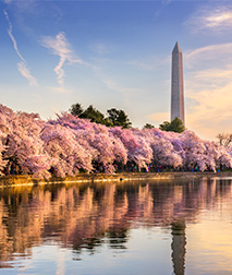 Washington D.C. Skyline