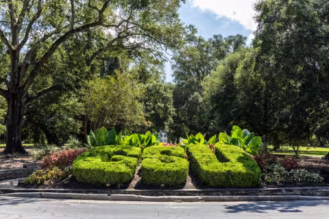 Georgia Southern University (GSU) bushes on sweetheart circle