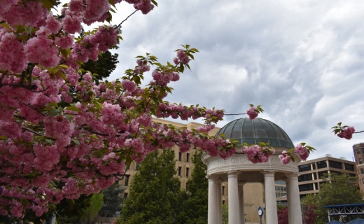 Cherry blossom tree with George Washington University gazebo in the foreground,