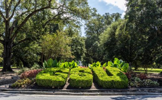 Georgia Southern University (GSU) bushes on sweetheart circle