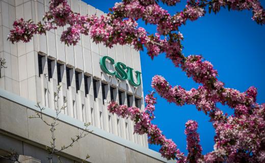 A picture of the green CSU on the side of a white tower from between flower limbs of a tree. 