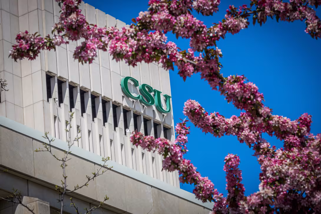 A picture of the green CSU on the side of a white tower from between flower limbs of a tree. 